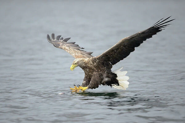 White-tailed Eagle or Sea Eagle -Haliaeetus albicilla- about to grab for a fish, Lauvsnes, Flatanger, Nord-Trondelag, Trondelag, Norway