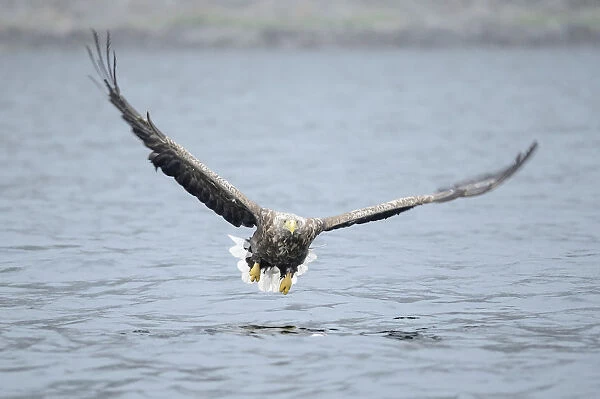 White-tailed Eagle or Sea Eagle -Haliaeetus albicilla- flying low over the sea, Lauvsnes, Flatanger, Nord-Trondelag, Trondelag, Norway