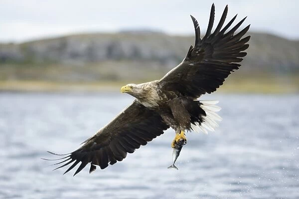 White-tailed Eagle or Sea Eagle -Haliaeetus albicilla- with outstretched wings flying away with a captured fish, Lauvsnes, Flatanger, Nord-Trondelag, Trondelag, Norway