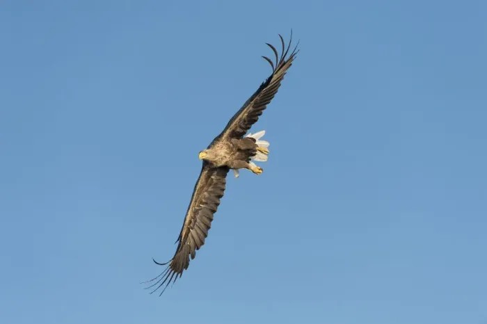 Framed Print : White-tailed Eagle or Sea Eagle -Haliaeetus albicilla-, in flight, Mecklenburg Lake District, Mecklenburg-Western Pomerania, Germany Framed Print : White-tailed Eagle or Sea Eagle -Haliaeetus albicilla-, in flight, Mecklenburg Lake District, Mecklenburg-Western Pomerania, Germany