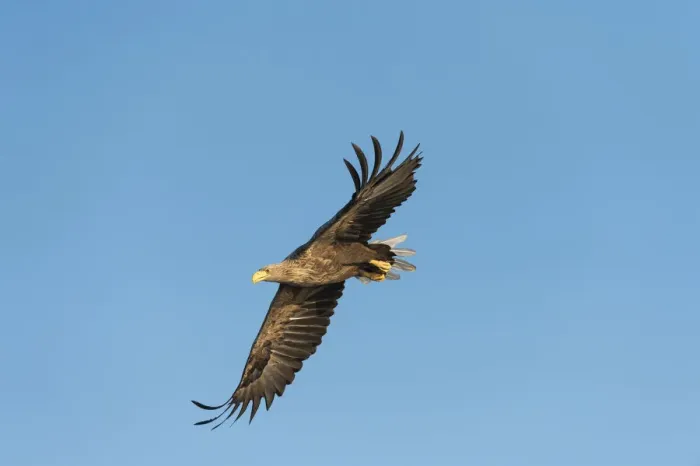 Framed Print : White-tailed Eagle or Sea Eagle -Haliaeetus albicilla-, in flight, Mecklenburg Lake District, Mecklenburg-Western Pomerania, Germany Framed Print : White-tailed Eagle or Sea Eagle -Haliaeetus albicilla-, in flight, Mecklenburg Lake District, Mecklenburg-Western Pomerania, Germany