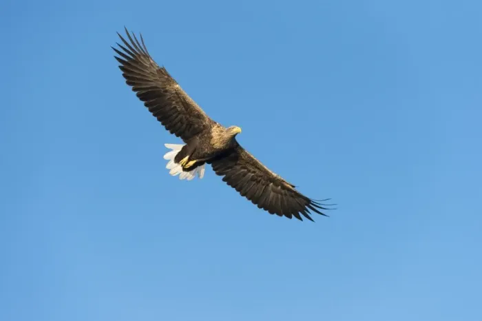 Framed Print : White-tailed Eagle or Sea Eagle -Haliaeetus albicilla-, in flight, Mecklenburg Lake District, Mecklenburg-Western Pomerania, Germany Framed Print : White-tailed Eagle or Sea Eagle -Haliaeetus albicilla-, in flight, Mecklenburg Lake District, Mecklenburg-Western Pomerania, Germany