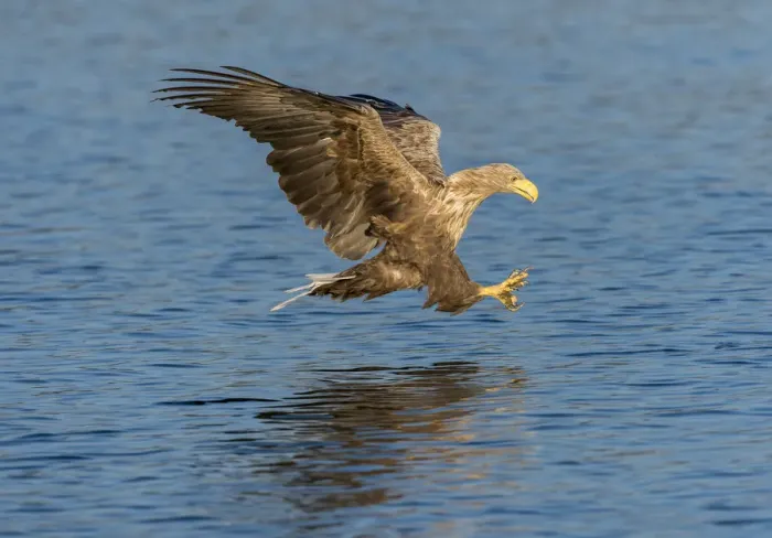 Framed Print : White-tailed Eagle or Sea Eagle -Haliaeetus albicilla-, in flight, Mecklenburg Lake District, Mecklenburg-Western Pomerania, Germany Framed Print : White-tailed Eagle or Sea Eagle -Haliaeetus albicilla-, in flight, Mecklenburg Lake District, Mecklenburg-Western Pomerania, Germany