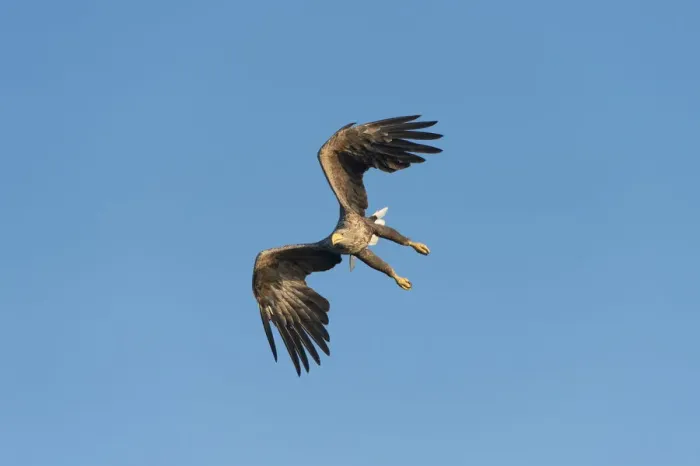Framed Print : White-tailed Eagle or Sea Eagle -Haliaeetus albicilla-, in flight, Mecklenburg Lake District, Mecklenburg-Western Pomerania, Germany Framed Print : White-tailed Eagle or Sea Eagle -Haliaeetus albicilla-, in flight, Mecklenburg Lake District, Mecklenburg-Western Pomerania, Germany