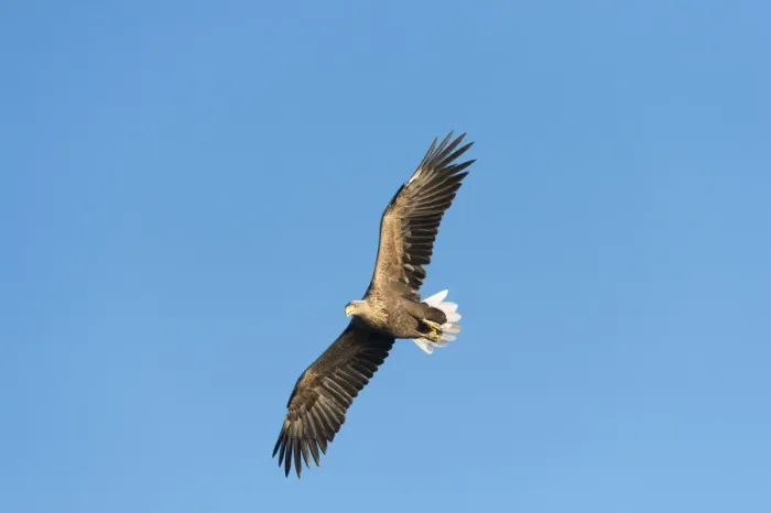 Framed Print : White-tailed Eagle or Sea Eagle -Haliaeetus albicilla-, in flight, Mecklenburg Lake District, Mecklenburg-Western Pomerania, Germany Framed Print : White-tailed Eagle or Sea Eagle -Haliaeetus albicilla-, in flight, Mecklenburg Lake District, Mecklenburg-Western Pomerania, Germany