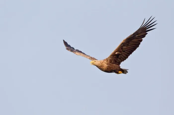 Framed Print : White-tailed Eagle or Sea Eagle -Haliaeetus albicilla- in flight, Lower Saxony, Germany Framed Print : White-tailed Eagle or Sea Eagle -Haliaeetus albicilla- in flight, Lower Saxony, Germany
