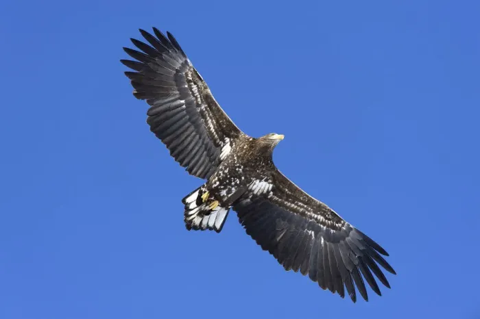 Framed Print : White-tailed Eagle or Sea Eagle -Haliaeetus albicilla- in flight, viewed from below, Kushiro-Shitsugen-Nationalpark, Kushiro, Hokkaido, Japan