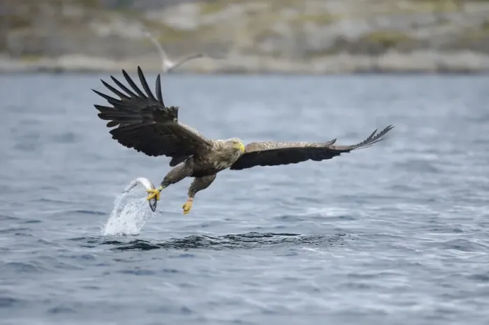 Framed Print : White-tailed Eagle or Sea Eagle -Haliaeetus albicilla- flying away with a captured fish, Lauvsnes, Flatanger, Nord-Trondelag, Trondelag, Norway Framed Print : White-tailed Eagle or Sea Eagle -Haliaeetus albicilla- flying away with a captured fish, Lauvsnes, Flatanger, Nord-Trondelag, Trondelag, Norway