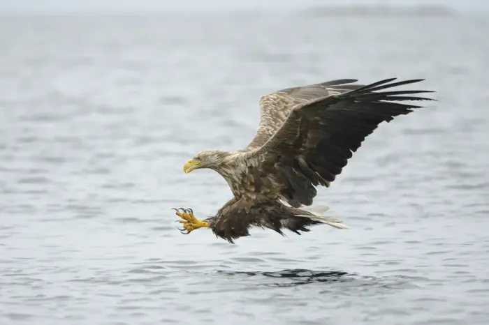 Framed Print : White-tailed Eagle or Sea Eagle -Haliaeetus albicilla- flying with outstretched claws, Lauvsnes, Flatanger, Nord-Trondelag, Trondelag, Norway Framed Print : White-tailed Eagle or Sea Eagle -Haliaeetus albicilla- flying with outstretched claws, Lauvsnes, Flatanger, Nord-Trondelag, Trondelag, Norway