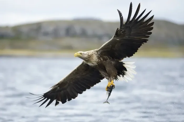 Framed Print : White-tailed Eagle or Sea Eagle -Haliaeetus albicilla- with outstretched wings flying away with a captured fish, Lauvsnes, Flatanger, Nord-Trondelag, Trondelag, Norway