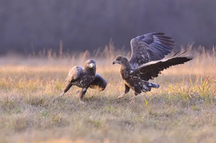 Framed Print : White-tailed Eagles -Haliaeetus albicilla- on an autumn meadow, Kuyavian-Pomeranian Voivodeship, Poland Framed Print : White-tailed Eagles -Haliaeetus albicilla- on an autumn meadow, Kuyavian-Pomeranian Voivodeship, Poland