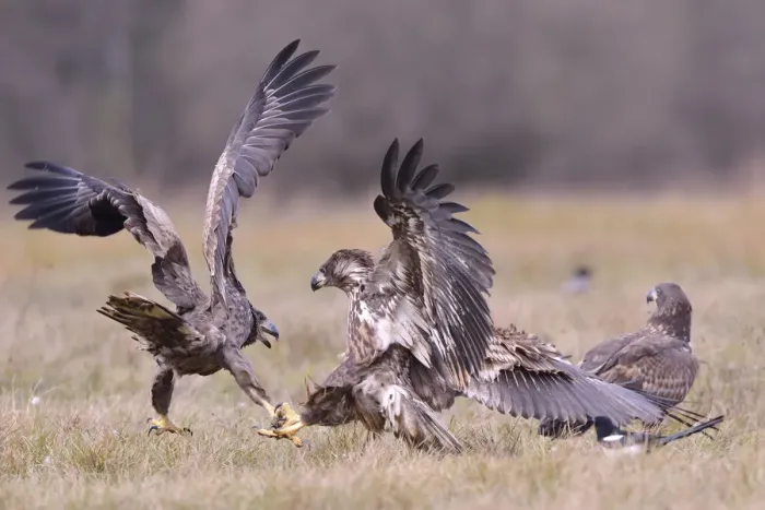 Framed Print : White-tailed Eagles -Haliaeetus albicilla- fighting on an autumn meadow, Kuyavian-Pomeranian Voivodeship, Poland Framed Print : White-tailed Eagles -Haliaeetus albicilla- fighting on an autumn meadow, Kuyavian-Pomeranian Voivodeship, Poland