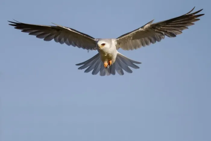 Framed Print : White-tailed Kite Framed Print : White-tailed Kite