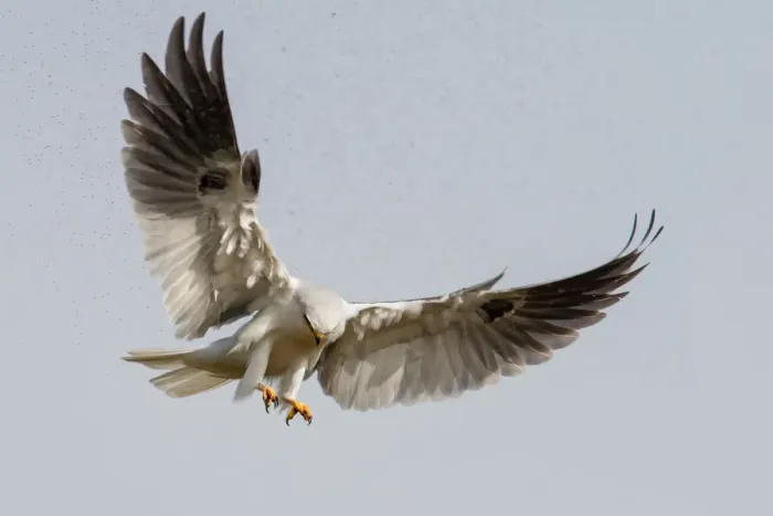 Framed Print : White tailed kite