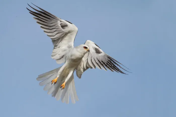 Framed Print : White tailed kite Framed Print : White tailed kite