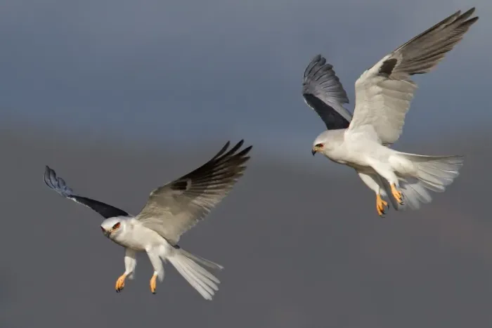 Framed Print : White-tailed Kite Framed Print : White-tailed Kite