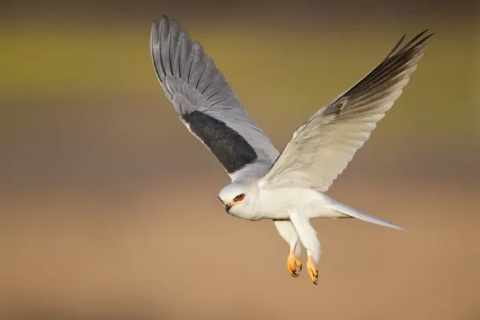 Framed Print : White-tailed Kite Framed Print : White-tailed Kite