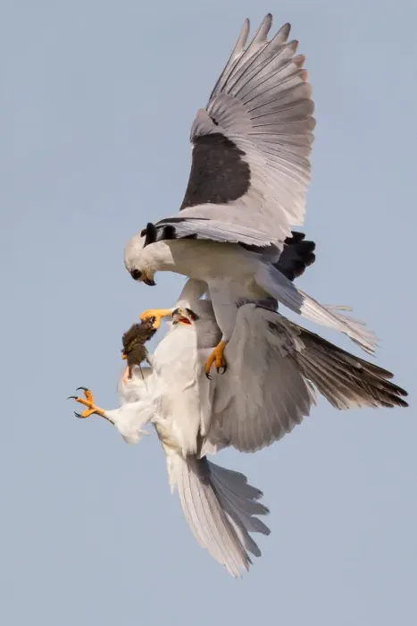 Framed Print : White-tailed Kite food exchange Framed Print : White-tailed Kite food exchange
