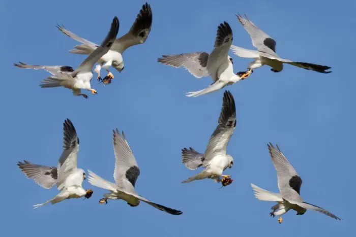 Framed Print : White tailed Kite food exchange