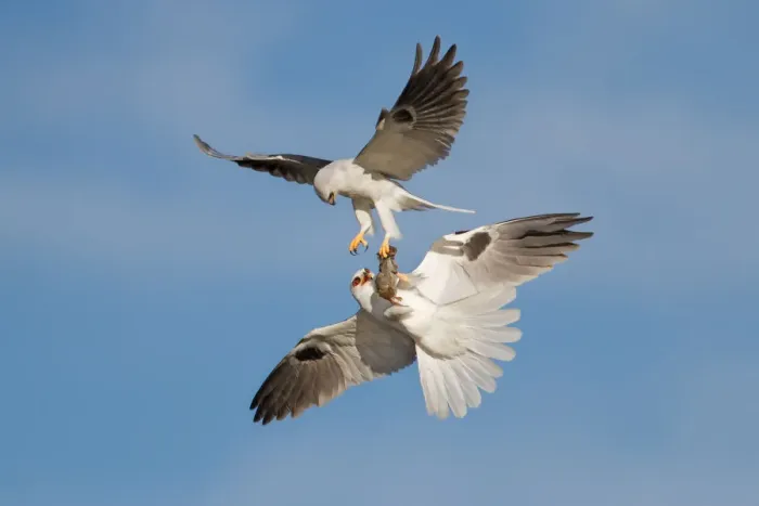Framed Print : White-tailed Kite food exchange Framed Print : White-tailed Kite food exchange