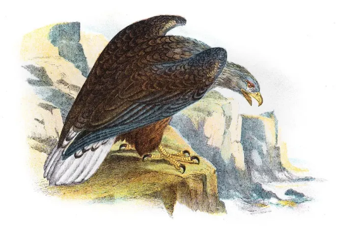Framed Print : White tailed sea eagle illustration 1896 Framed Print : White tailed sea eagle illustration 1896