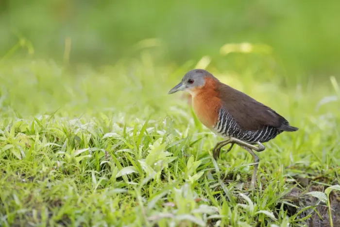 Framed Print : White-throated Crake