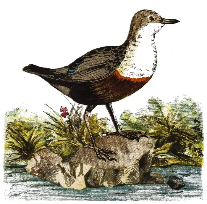 Framed Print : The white-throated dipper (Cinclus cinclus), also known as the European dipper or just dipper Framed Print : The white-throated dipper (Cinclus cinclus), also known as the European dipper or just dipper