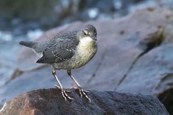 White-throated Dipper (Cinclus cinclus), young bird, sitting on stone, Hesse, Germany