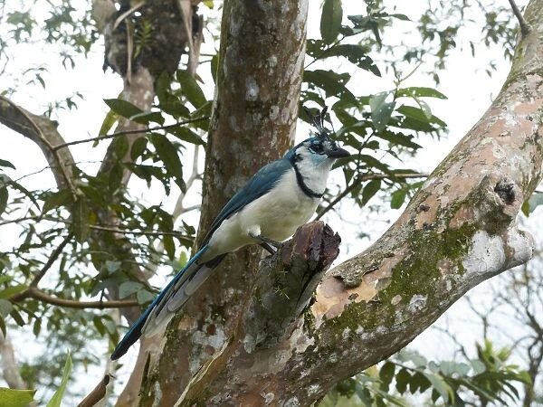 White-throated Magpie-Jay -Calocitta formosa-, Arenal Volcano National Park, Guanacaste province, Costa Rica, Central America