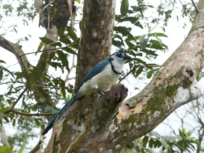 Framed Print : White-throated Magpie-Jay -Calocitta formosa-, Arenal Volcano National Park, Guanacaste province, Costa Rica, Central America Framed Print : White-throated Magpie-Jay -Calocitta formosa-, Arenal Volcano National Park, Guanacaste province, Costa Rica, Central America