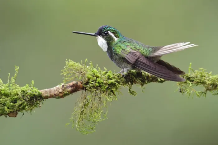 Framed Print : White-throated mountain-gem hummingbird Framed Print : White-throated mountain-gem hummingbird