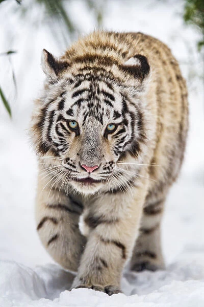 White tigress approaching in the snow