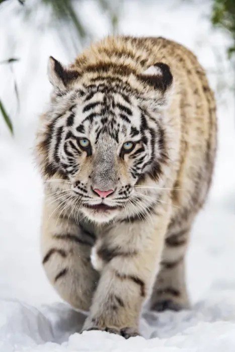 Framed Print : White tigress approaching in the snow
