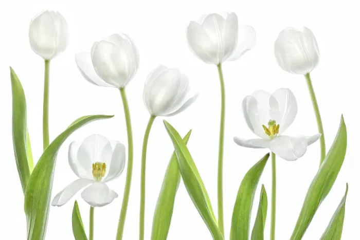Framed Print : White Tulips Framed Print : White Tulips