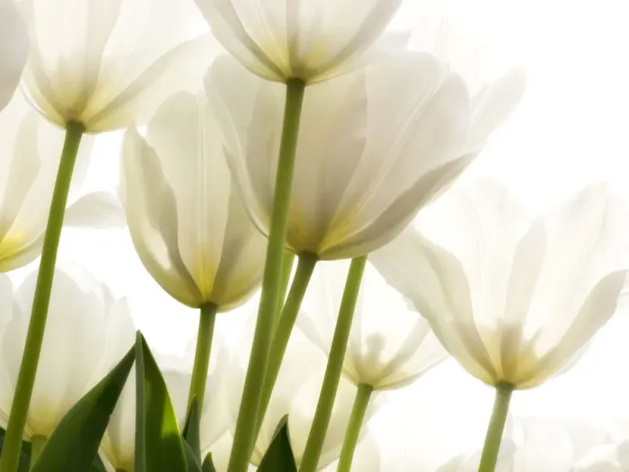 Framed Print : White tulips seen from the bottom up Framed Print : White tulips seen from the bottom up