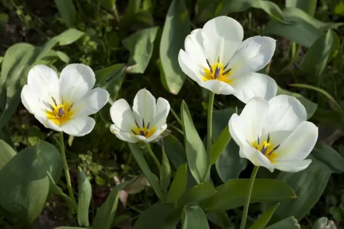 Framed Print : White Tulips -Tulipa-, North Rhine-Westphalia, Germany Framed Print : White Tulips -Tulipa-, North Rhine-Westphalia, Germany