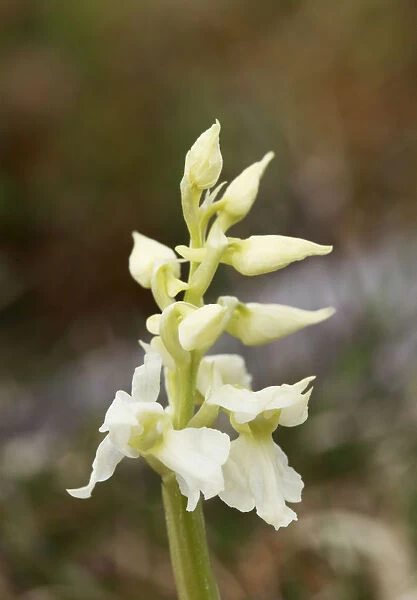White variety of Early purple orchid (Orchis mascula), Burren, County Clare, Ireland, Europe