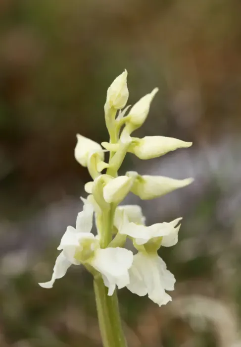 Framed Print : White variety of Early purple orchid (Orchis mascula), Burren, County Clare, Ireland, Europe