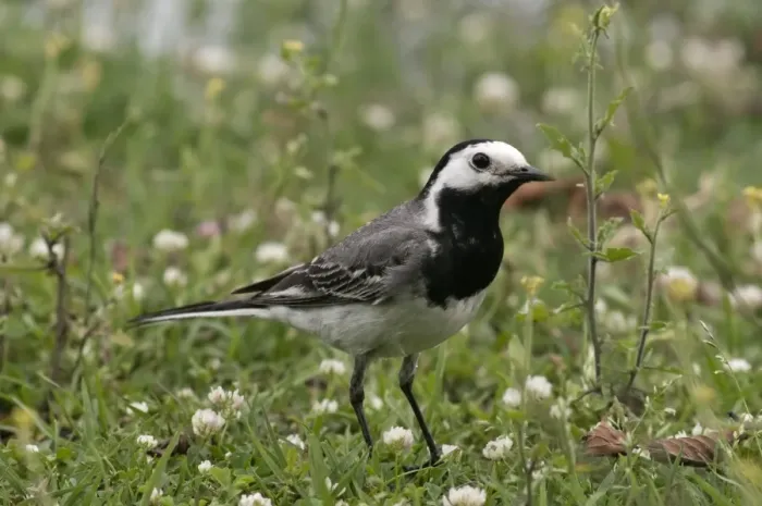 Framed Print : White Wagtail -Motacilla alba-, foraging, Lake Kerkini region, Greece, Europe Framed Print : White Wagtail -Motacilla alba-, foraging, Lake Kerkini region, Greece, Europe