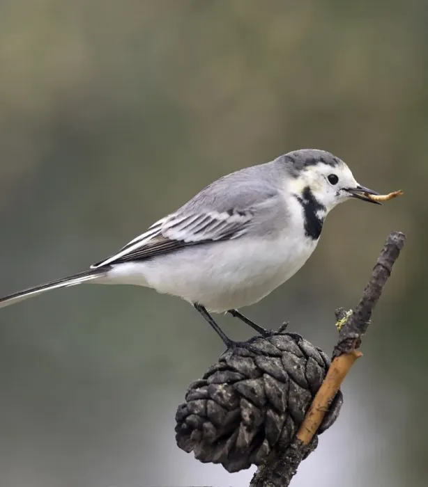 Framed Print : White wagtail (Motacilla alba), standing on a branch of tree, with a worm in the beak. Spain, Europe Framed Print : White wagtail (Motacilla alba), standing on a branch of tree, with a worm in the beak. Spain, Europe