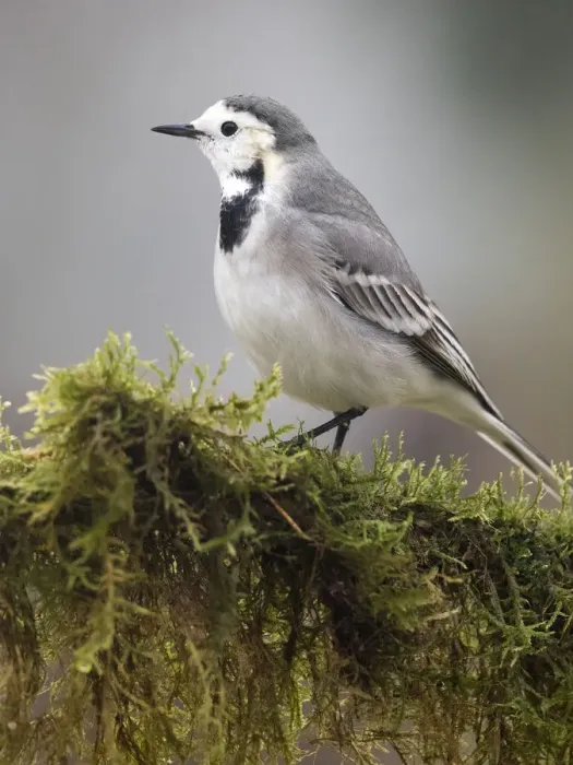 Framed Print : White wagtail (Motacilla alba), standing on a branch of tree with lichens. Spain, Europe Framed Print : White wagtail (Motacilla alba), standing on a branch of tree with lichens. Spain, Europe