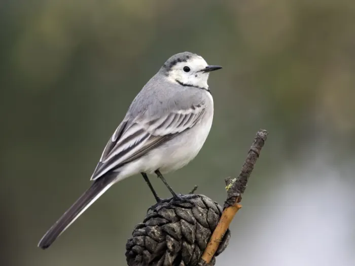Framed Print : White wagtail (Motacilla alba), standing on a branch of tree. Spain, Europe