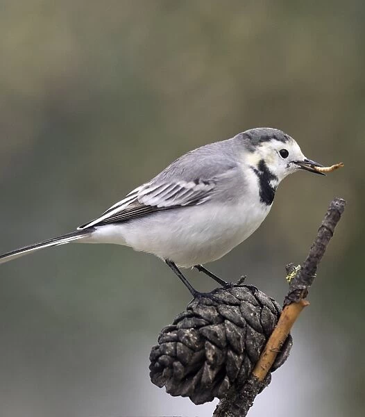 White wagtail (Motacilla alba), standing on a branch of tree, with a worm in the beak. Spain, Europe