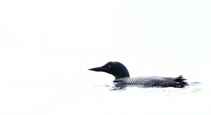 Framed Print : White water loon Framed Print : White water loon