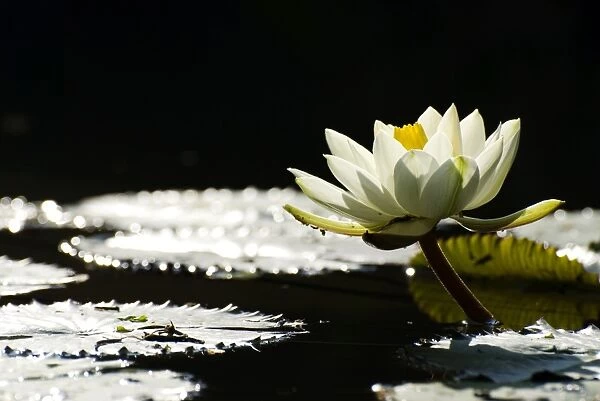 White waterlily blossoming in pond, back light