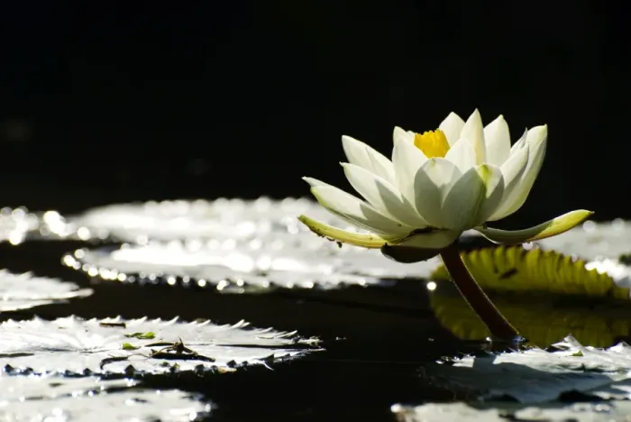 Framed Print : White waterlily blossoming in pond, back light Framed Print : White waterlily blossoming in pond, back light