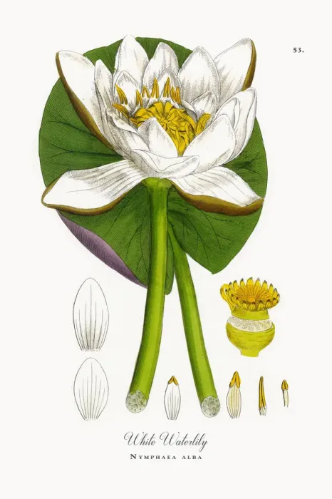 Framed Print : White Waterlily, Nymphaea alba, Victorian Botanical Illustration, 1863 Framed Print : White Waterlily, Nymphaea alba, Victorian Botanical Illustration, 1863