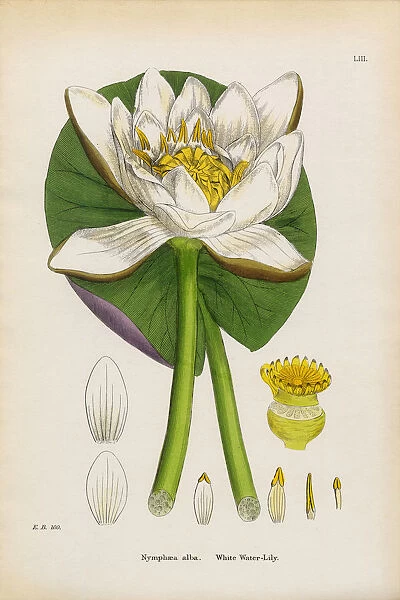 White Waterlily, Nymphaea alba, Victorian Botanical Illustration, 1863