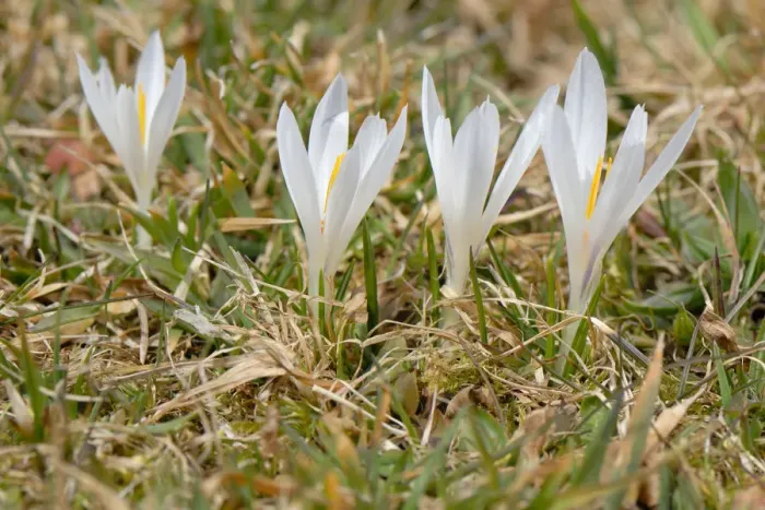 Framed Print : White wild crocus -Crocus malyi- en route to Schwarzenberg alp, Fischbachau-Elbach, Upper Bavaria, Germany, Europe