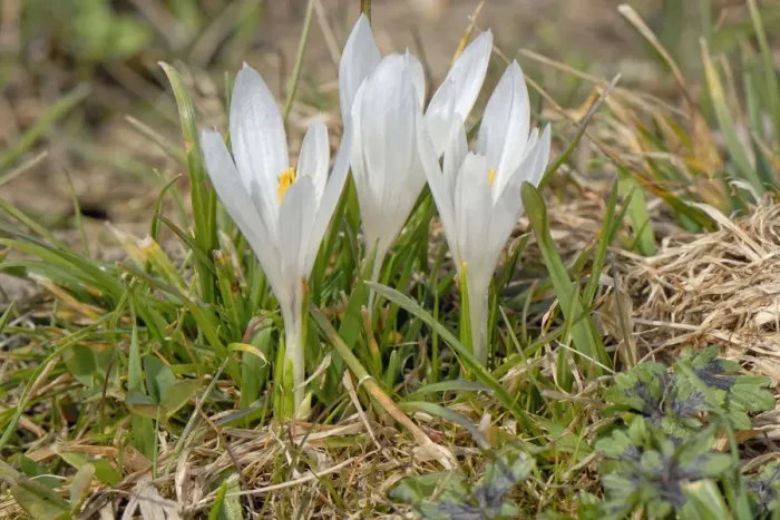 Framed Print : White wild crocus -Crocus malyi- en route to Schwarzenberg hill, Fischbachau-Elbach, Upper Bavaria, Germany, Europe Framed Print : White wild crocus -Crocus malyi- en route to Schwarzenberg hill, Fischbachau-Elbach, Upper Bavaria, Germany, Europe